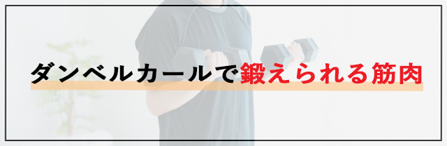 ダンベルカールで鍛えられる筋肉