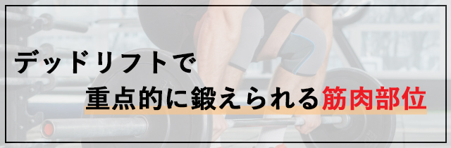 デッドリフトで重点的に鍛えられる筋肉部位