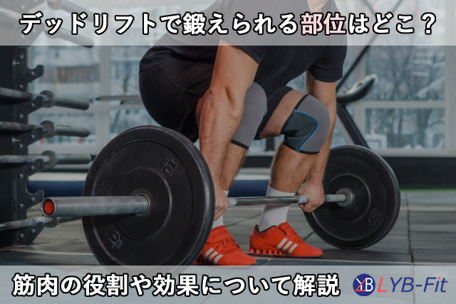 デッドリフトで鍛えられる部位はどこ？筋肉の役割や効果について徹底解説します