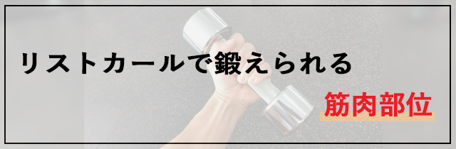 リストカールで鍛えられる筋肉部位
